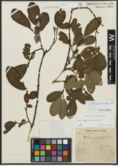 Foto von Salix appendiculata Vill.